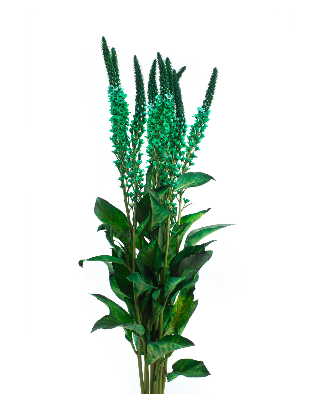 LYSIMACCHIA BUNCH GREEN
