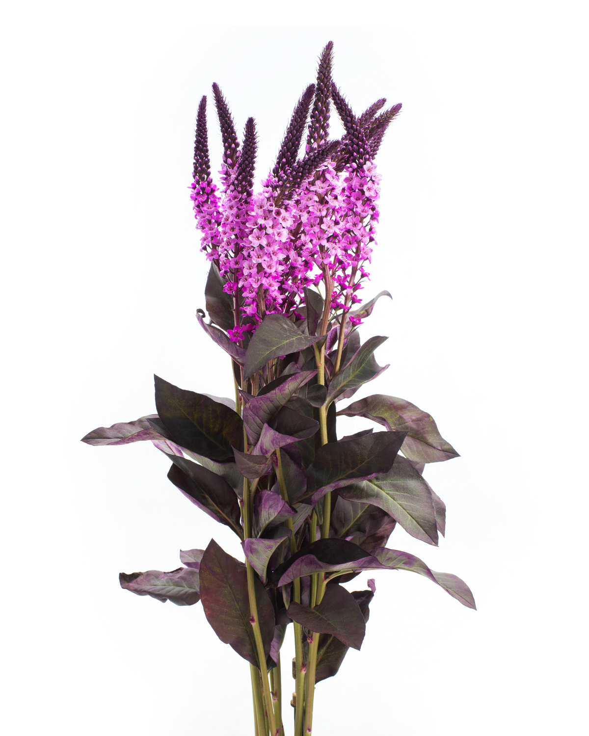 LYSIMACCHIA BUNCH HOT PINK