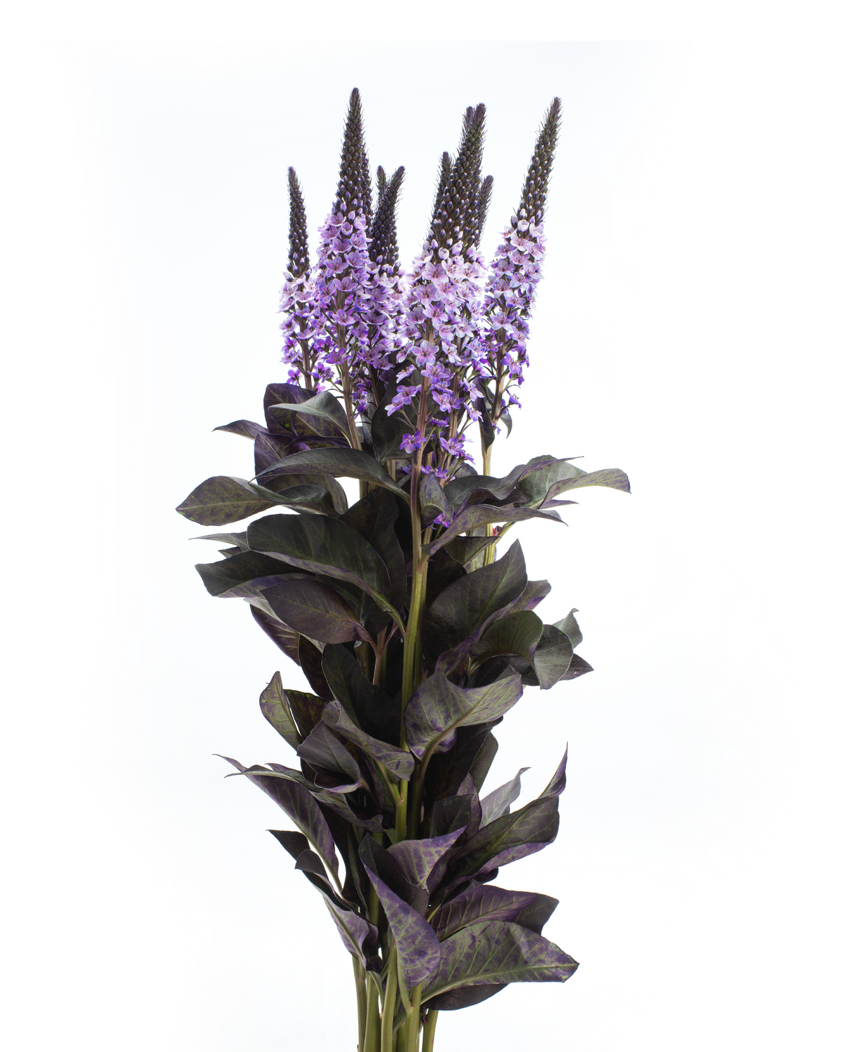 LYSIMACCHIA BUNCH LAVANDER