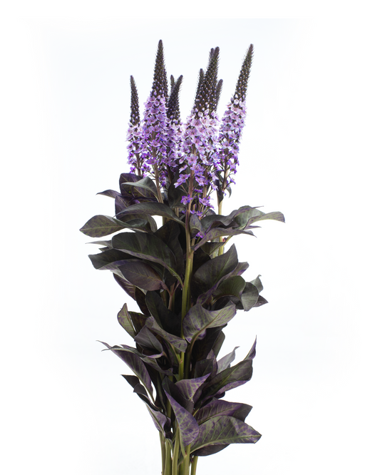 LYSIMACCHIA BUNCH LAVANDER