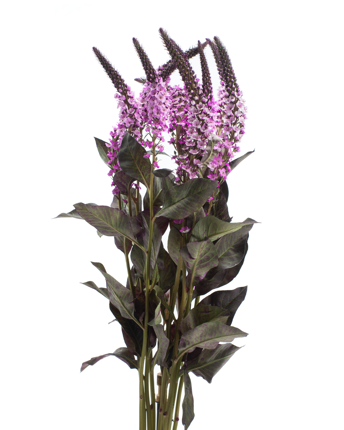 LYSIMACCHIA BUNCH LIGHT PINK