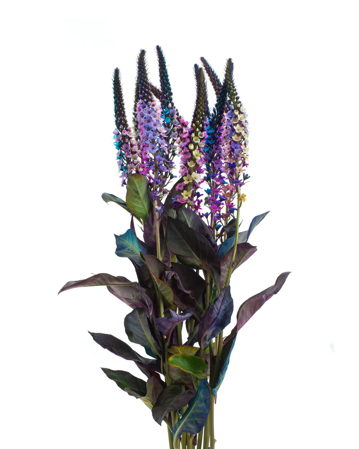 LYSIMACCHIA BUNCH MALIMA RAINBOW