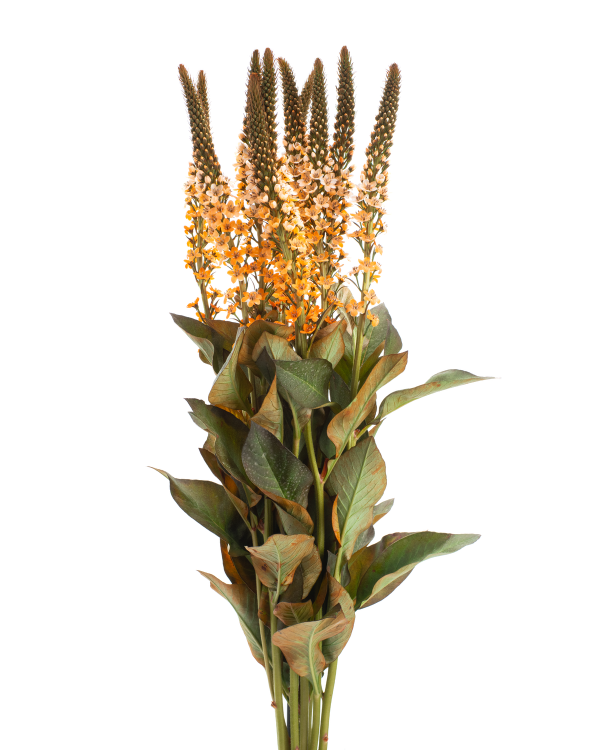 LYSIMACCHIA BUNCH ORANGE