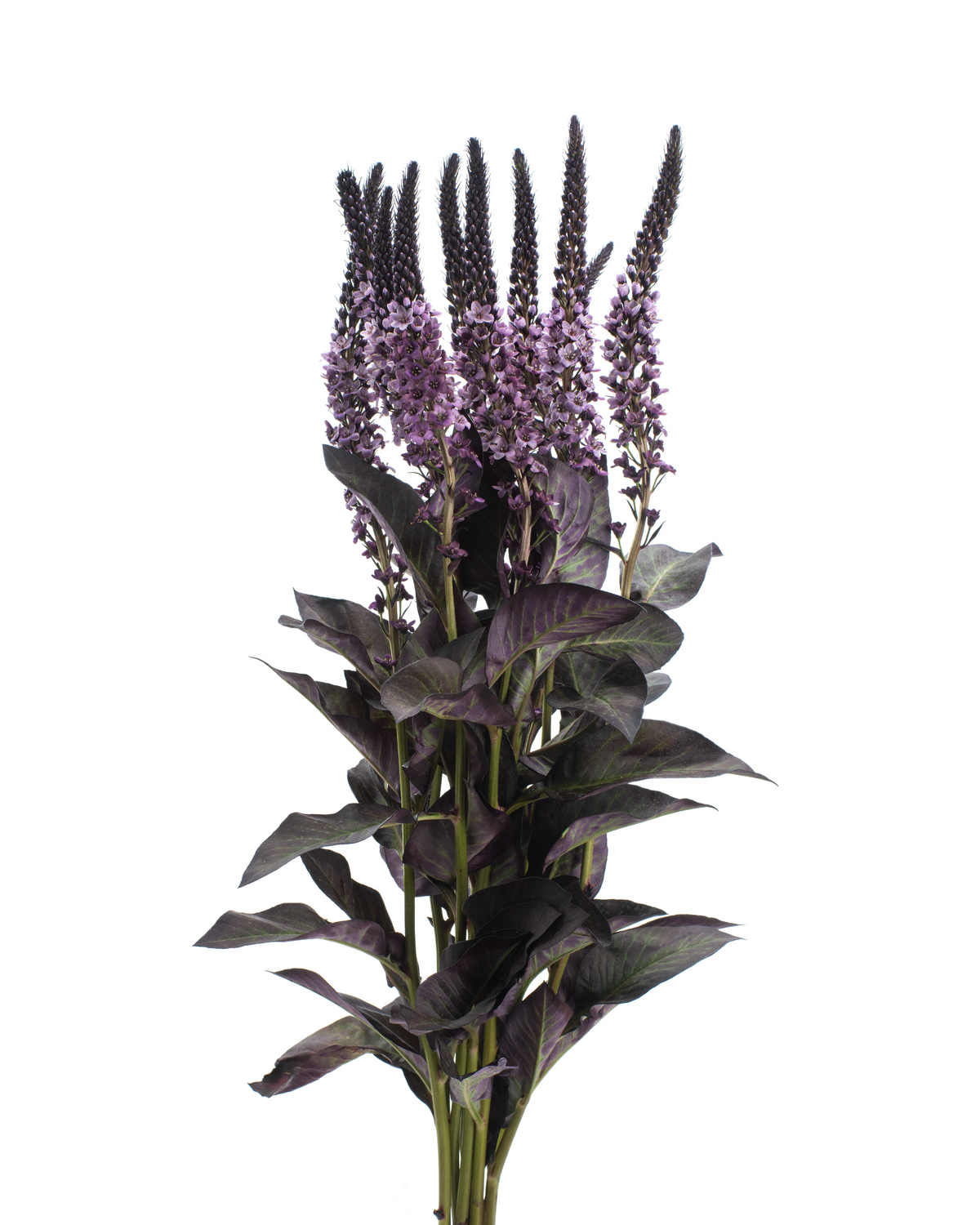 LYSIMACCHIA BUNCH PURPLE