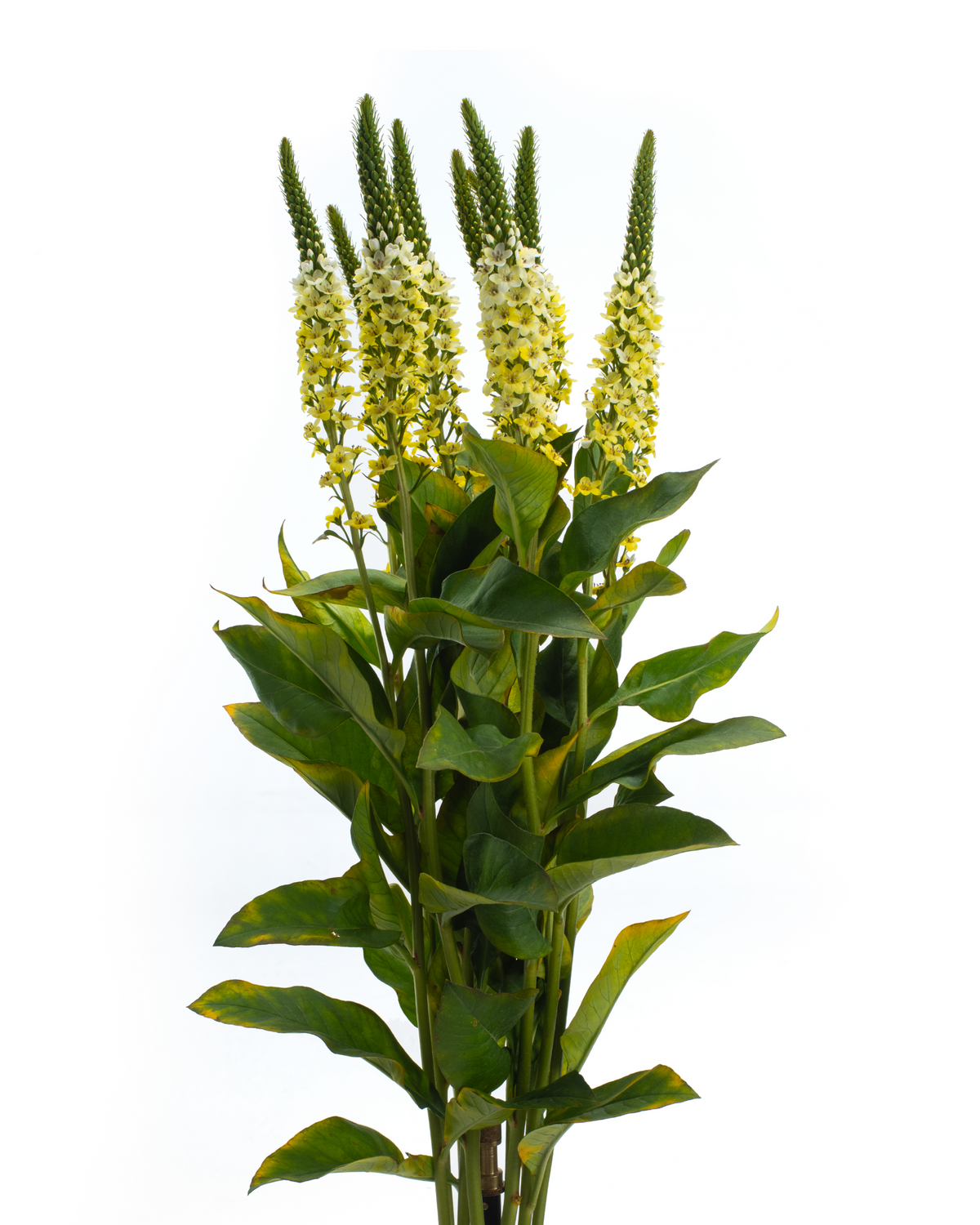 LYSIMACCHIA BUNCH YELLOW