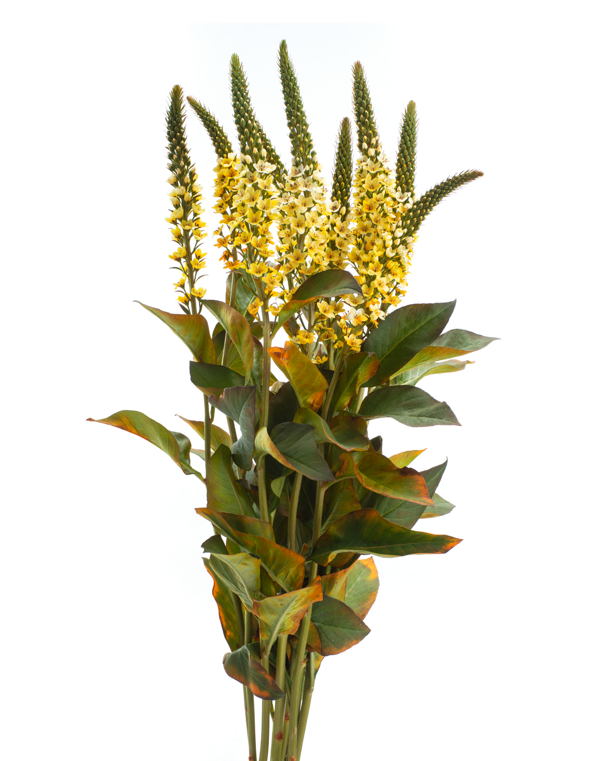 LYSIMACCHIA BUNCH YELLOW OCHRE