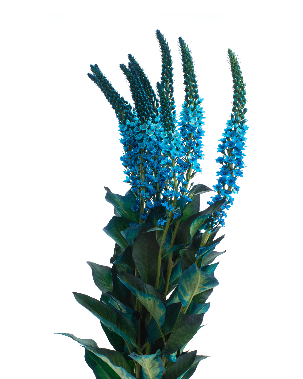 LYSIMACCHIA BUNCH BLUE