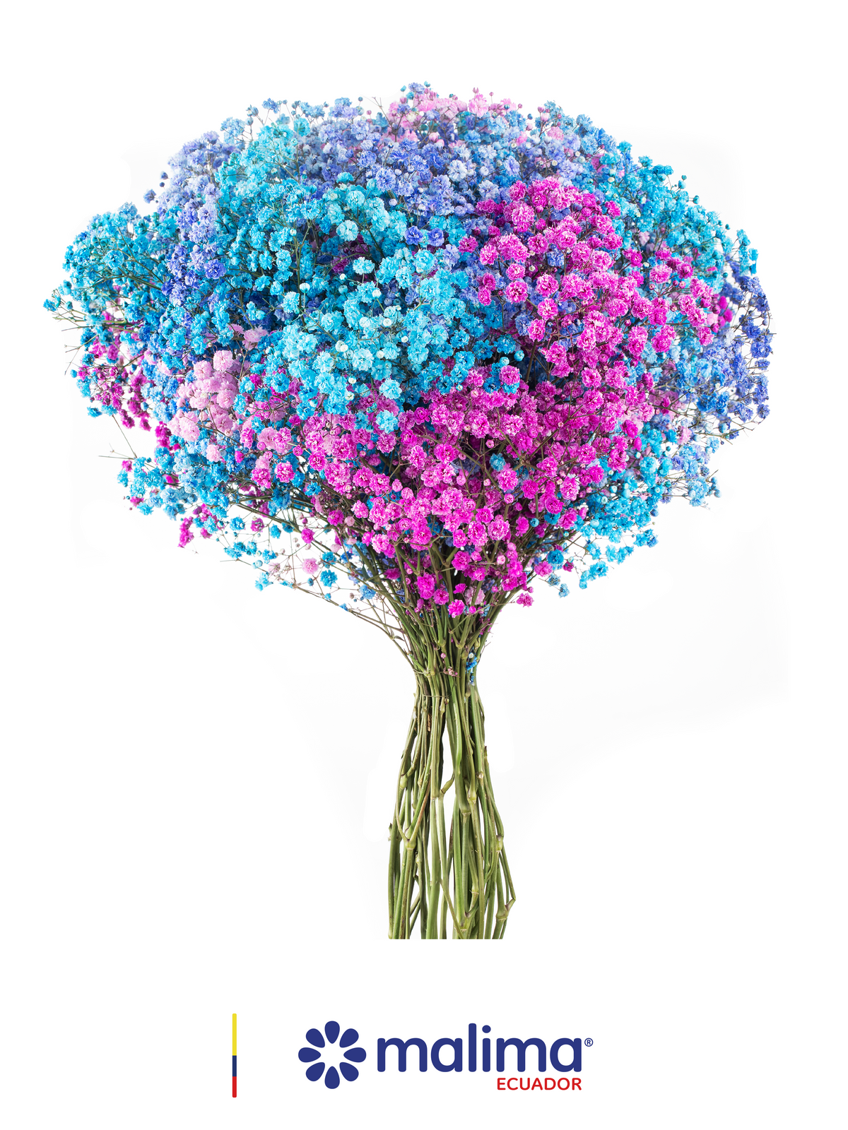 GYPSO MULTICOLOR BLUE-PINK