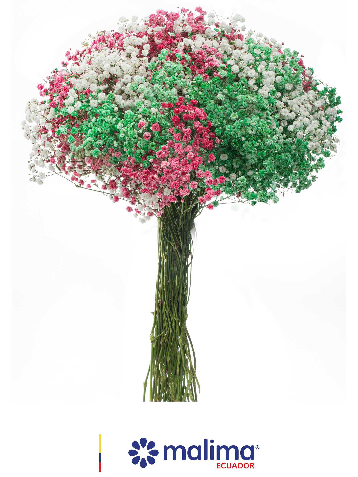 GYPSO MULTICOLOR CHRISTMAS