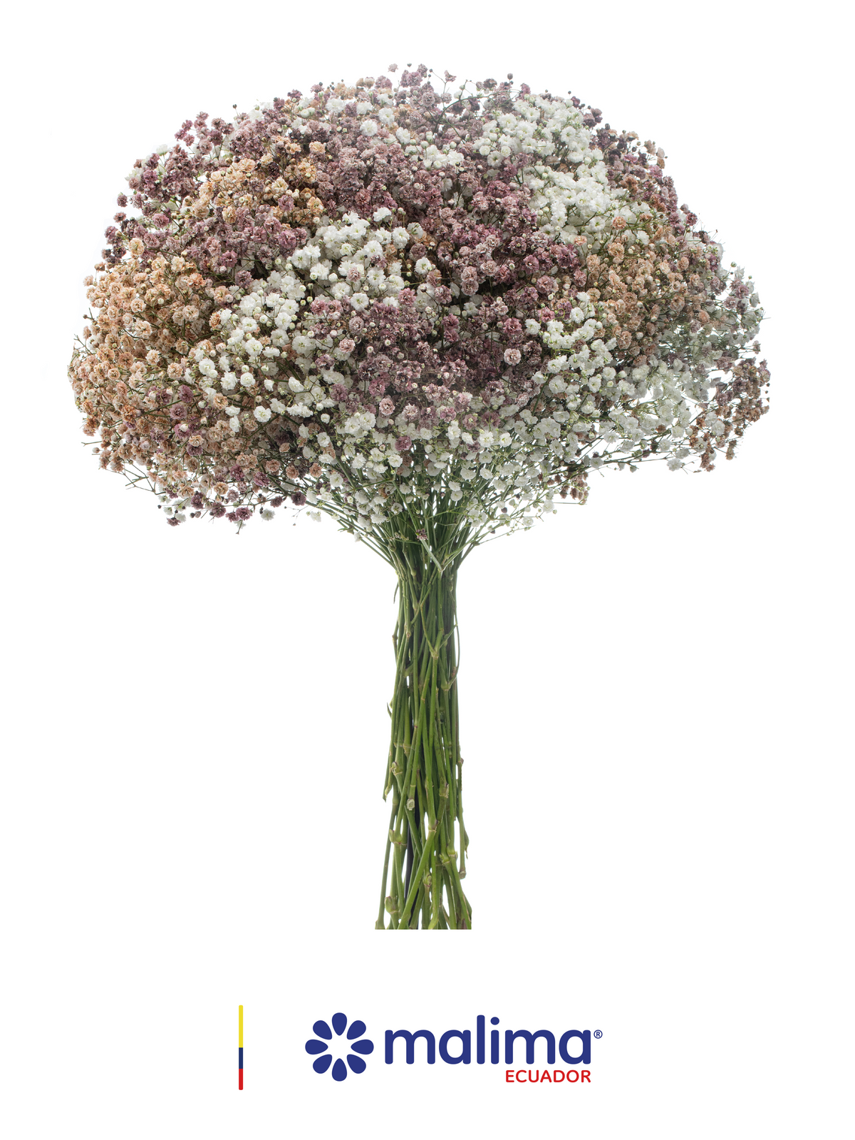 GYPSO MULTICOLOR MOCCA
