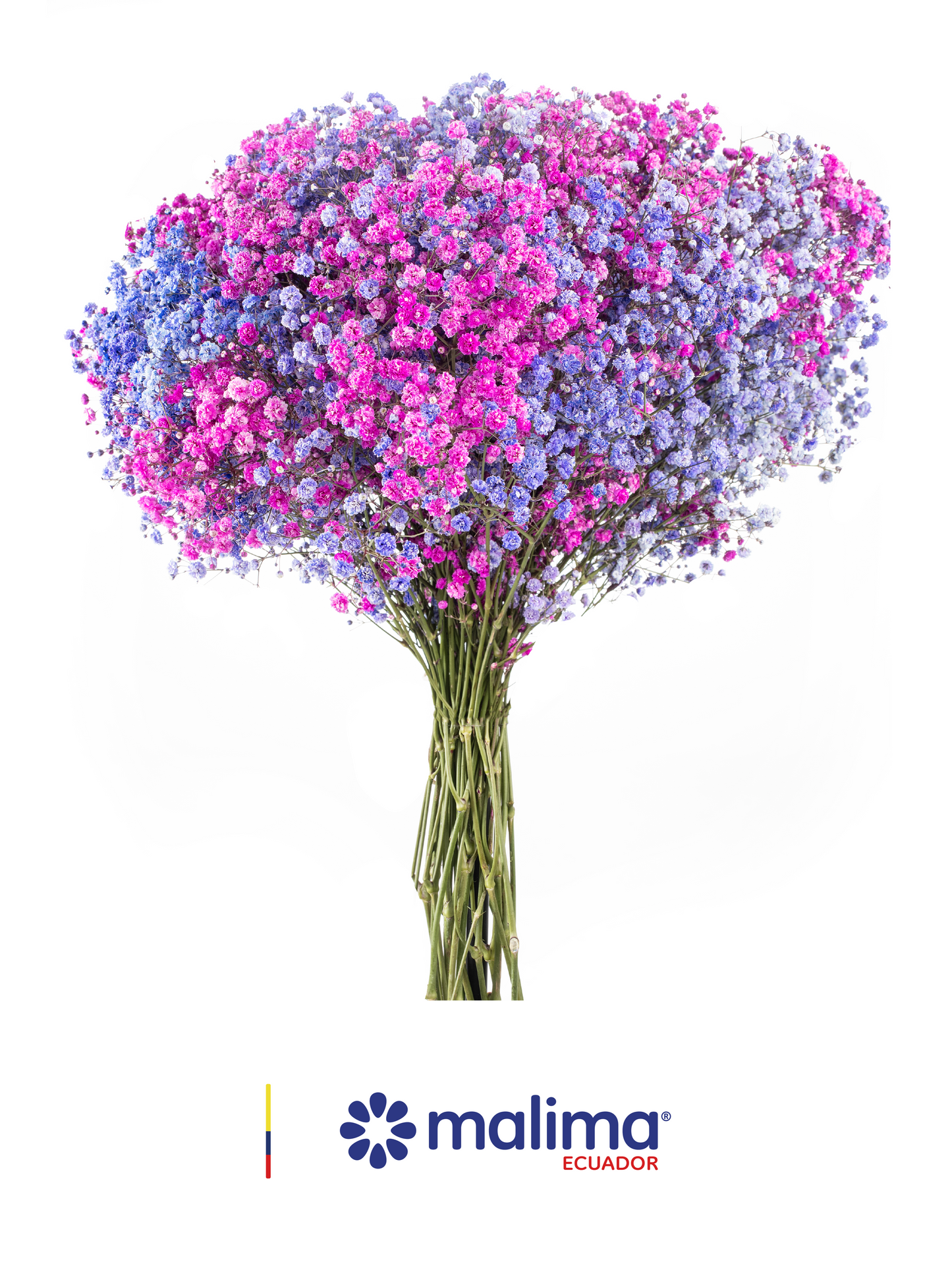 GYPSO MULTICOLOR  PURPLE PINK
