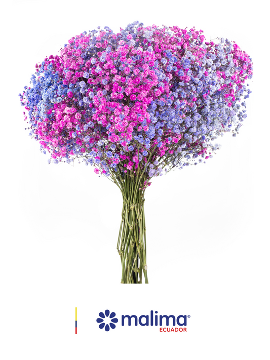 GYPSO MULTICOLOR  PURPLE PINK