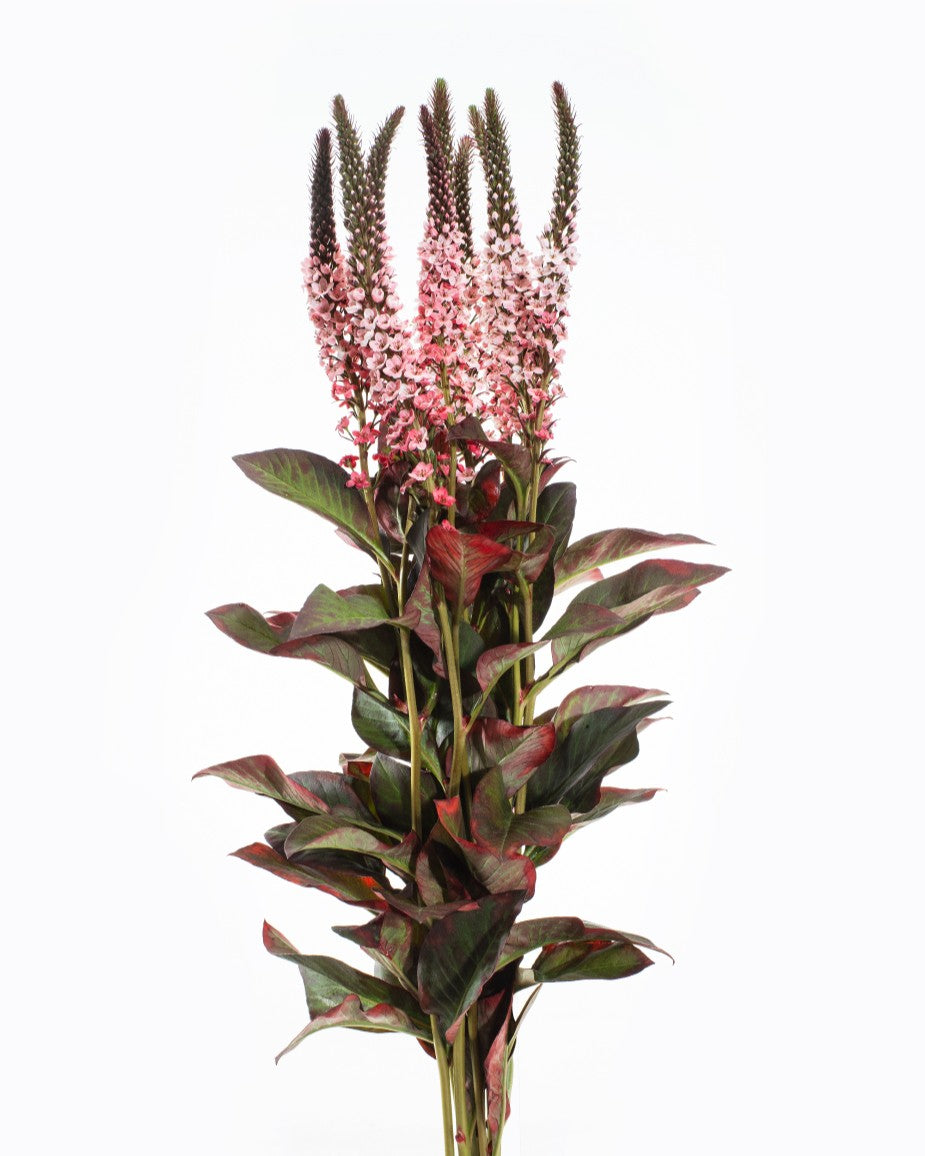 LYSIMACCHIA NEWPINK- ERIKA