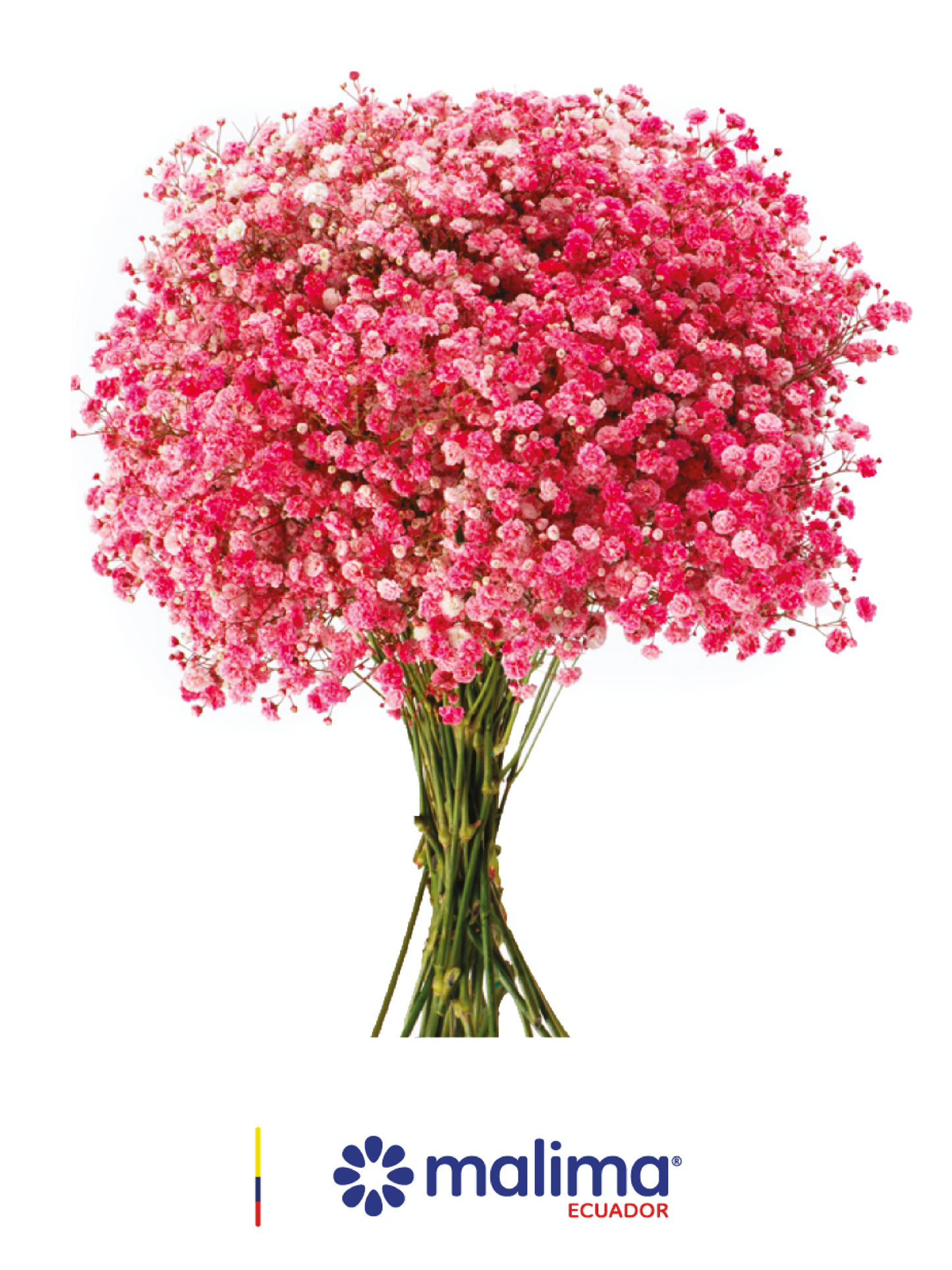 GYPSO TINTED PINK ERIKA