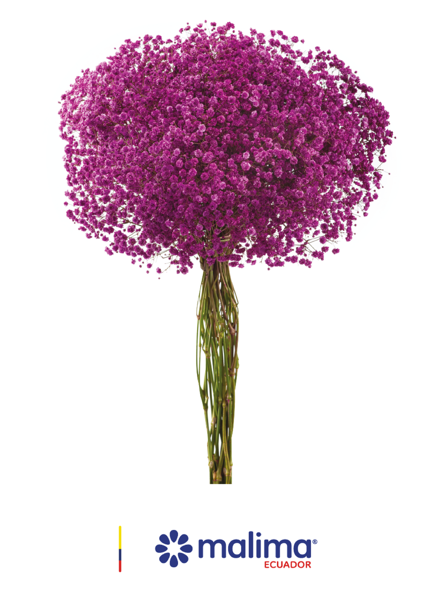 GYPSO PURPLE INMERSION