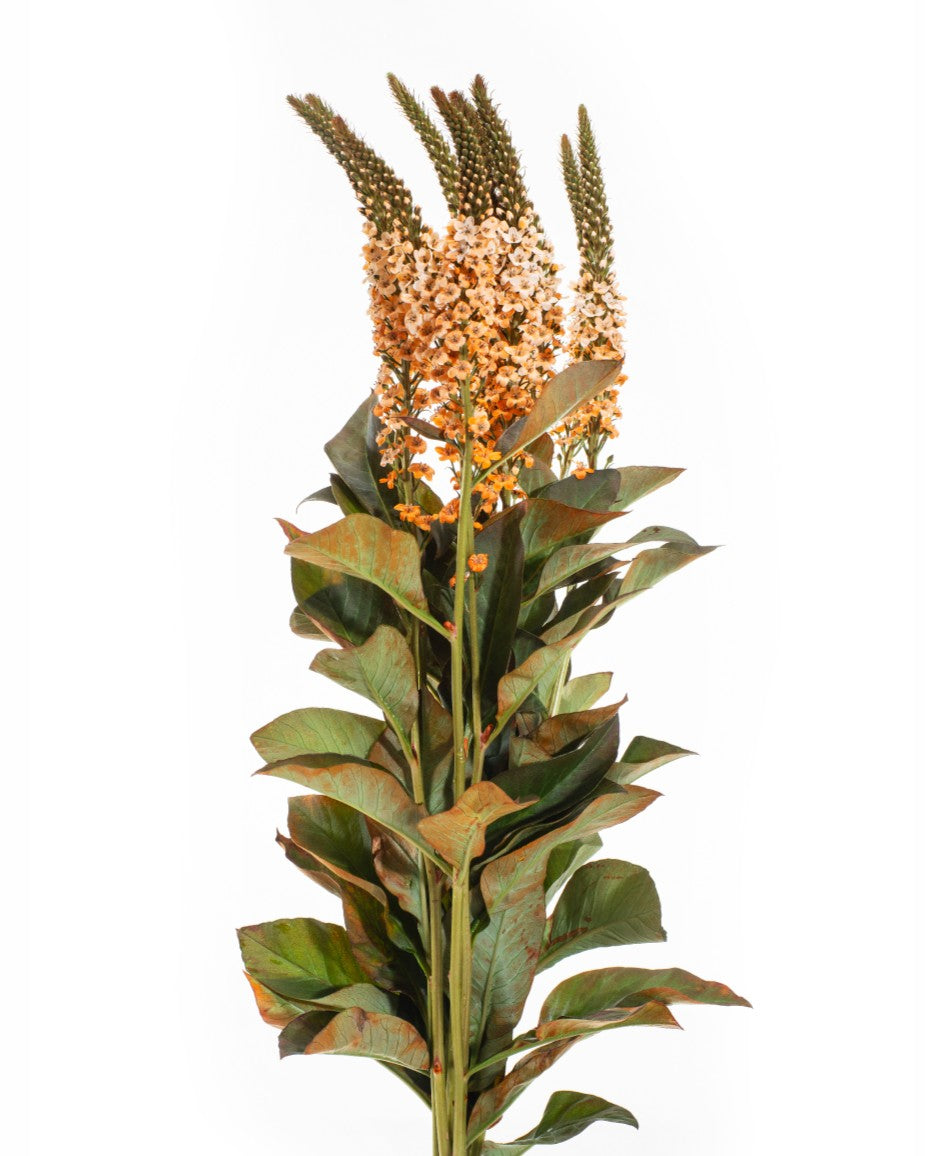 LYSIMACCHIA ORANGE
