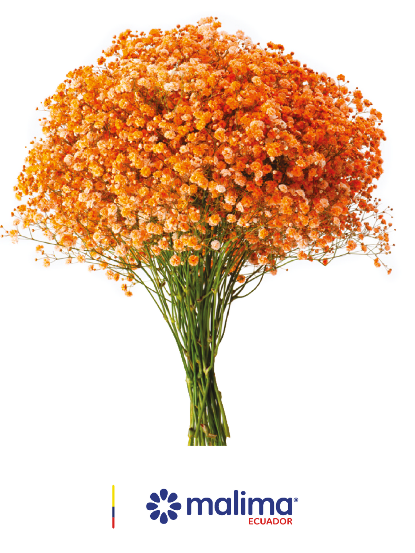 GYPSO TINTED ORANGE
