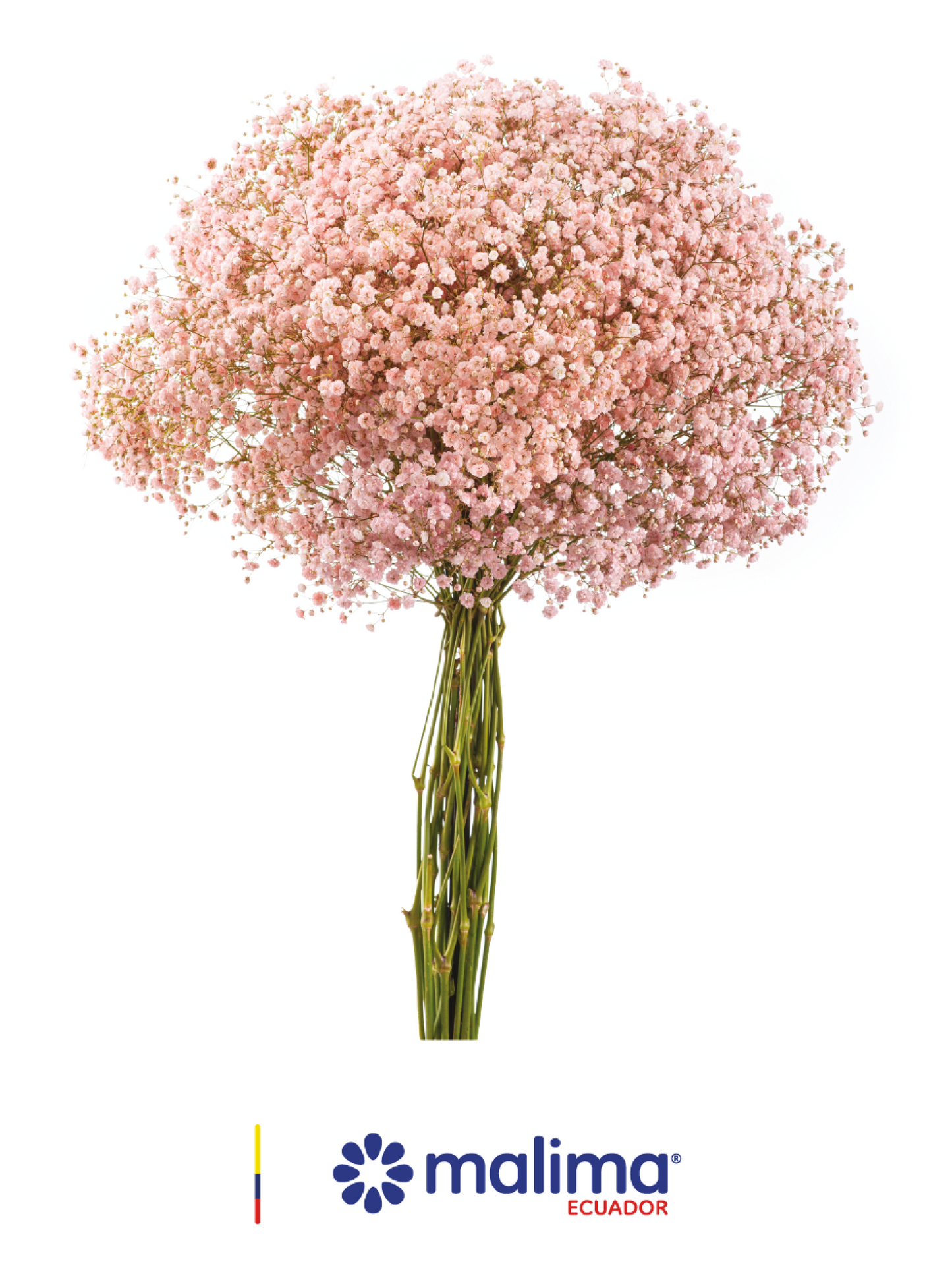 GYPSO PEACH PINK INMERSION