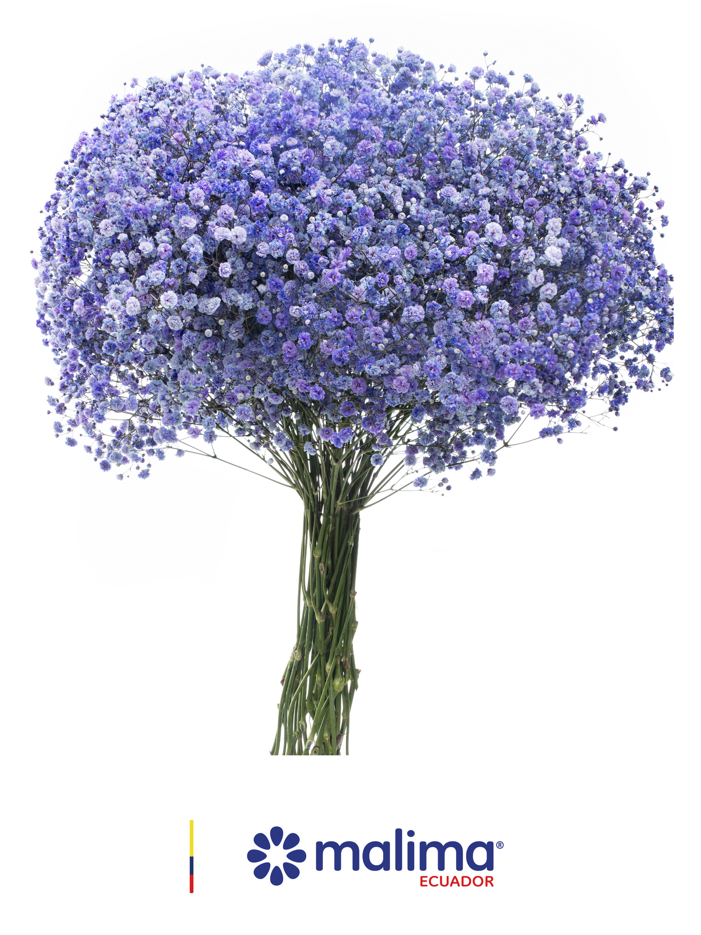 GYPSO TINTED PURPLE