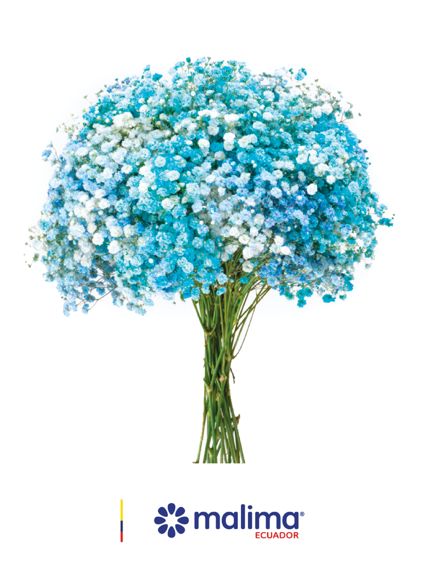 GYPSO RAINBOW BLUE