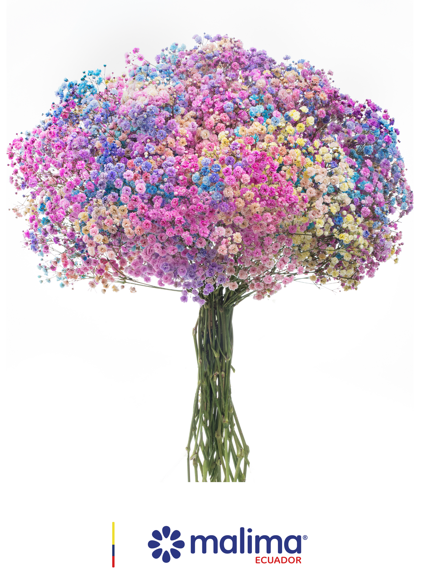 GYPSO RAINBOW MALIMA
