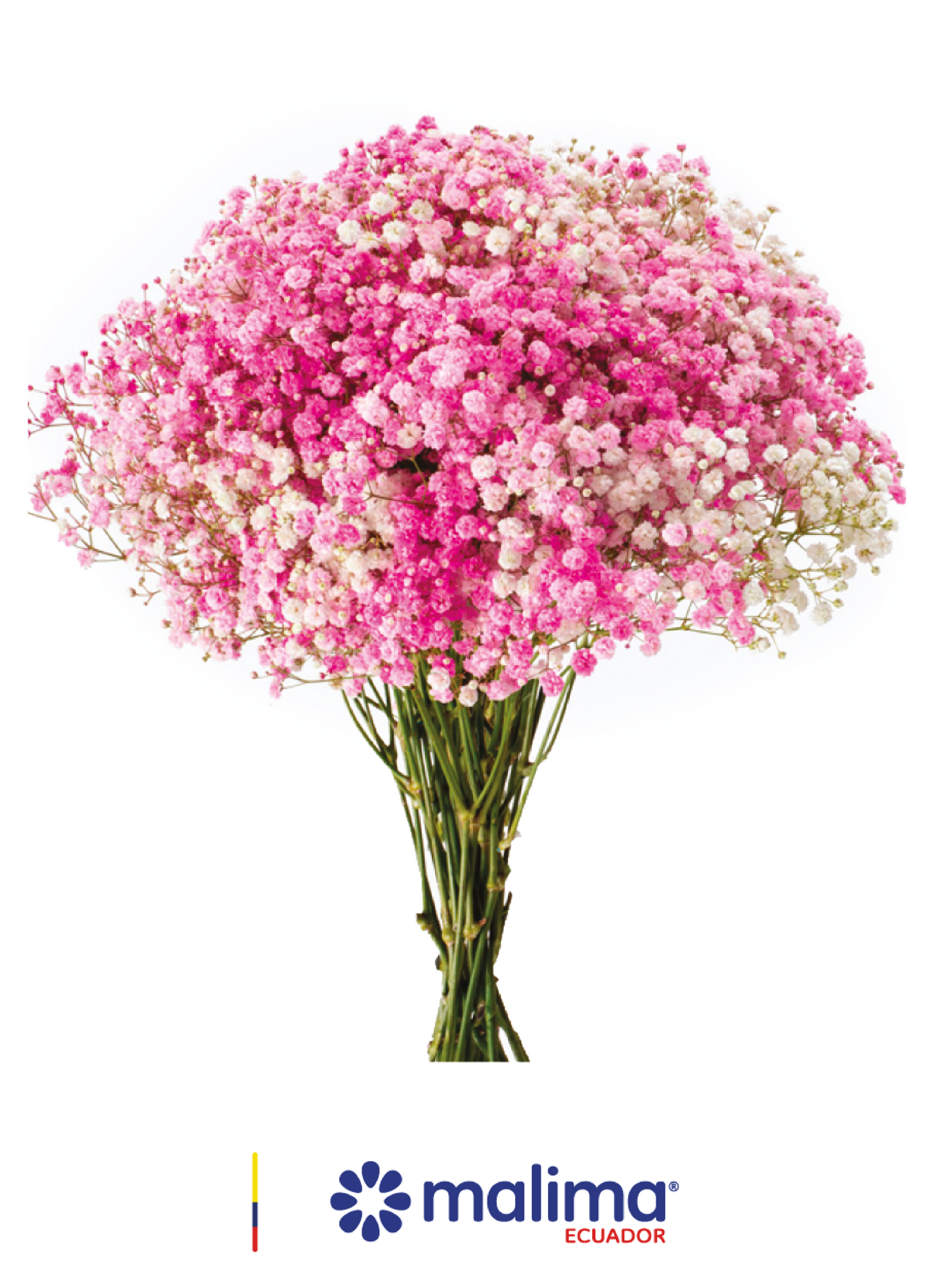 GYPSO RAINBOW VALENTINE