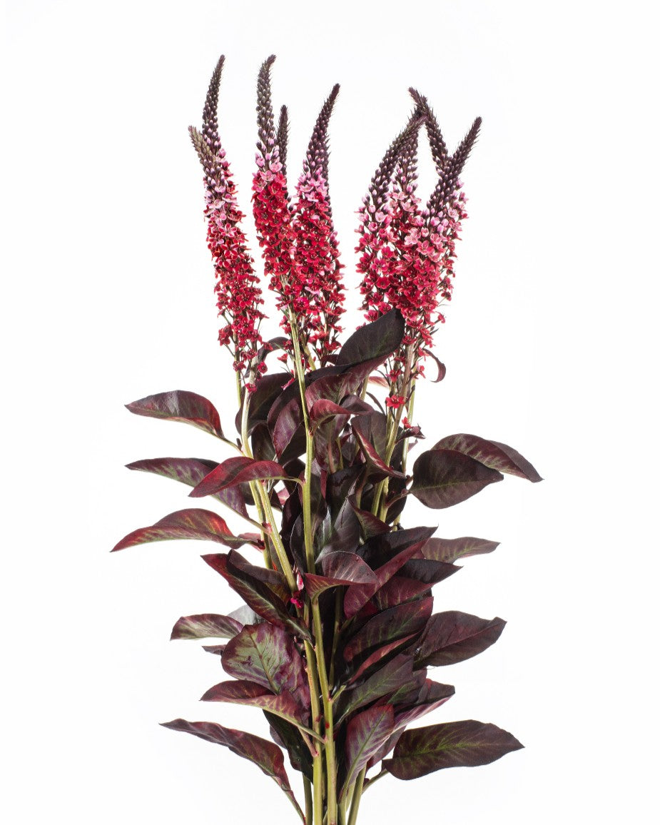 LYSIMACCHIA RED