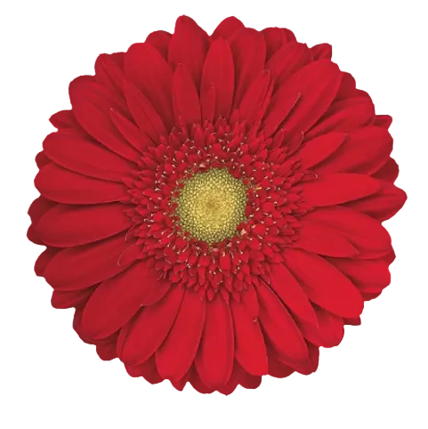 CARAMBOLE