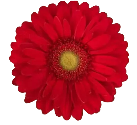 MADELAINE