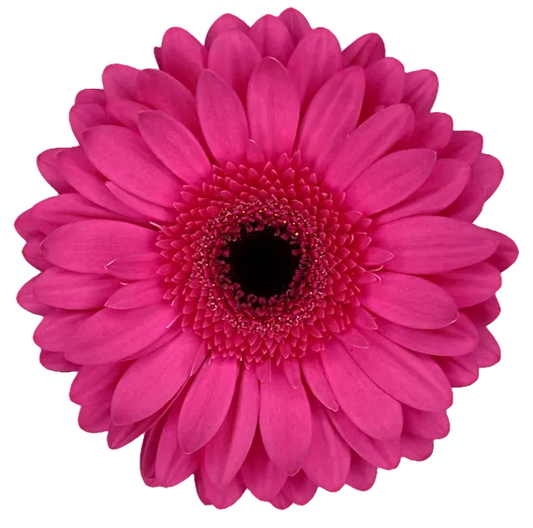 ARCADE