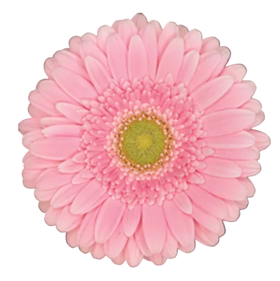 BELLA ROSA