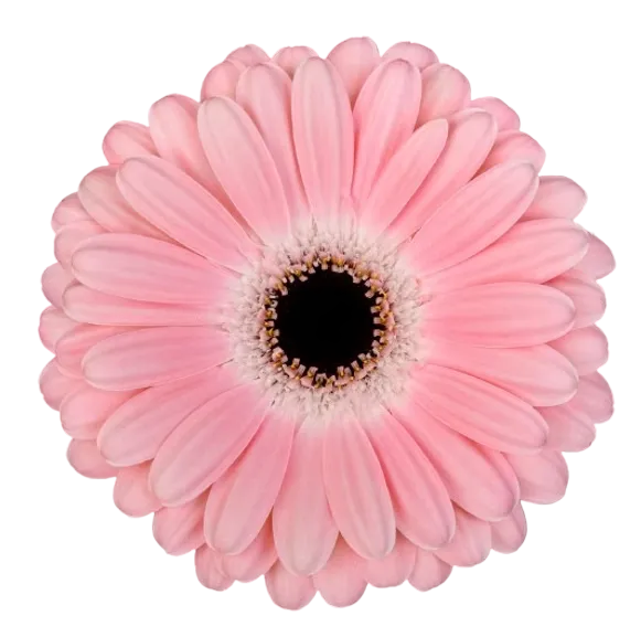 DULCIE