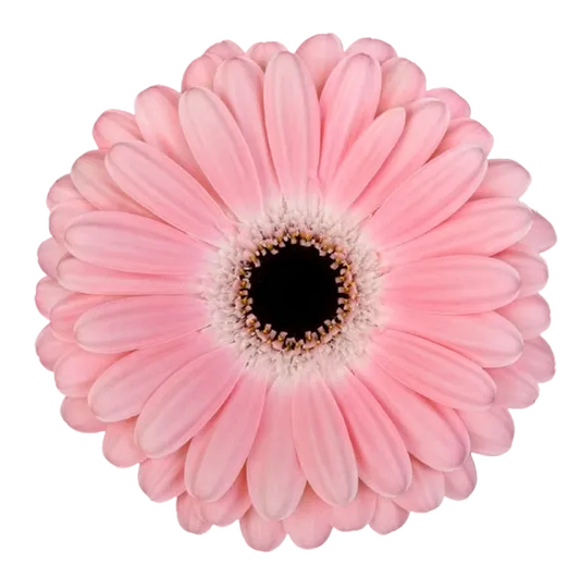 DULCIE