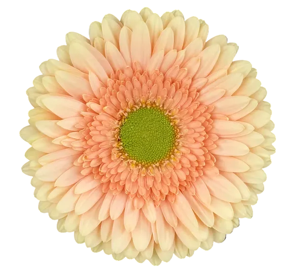 CARLITA