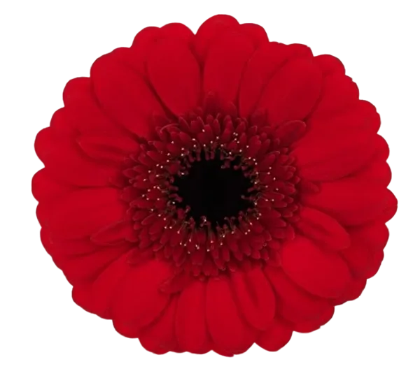 RED RUBY