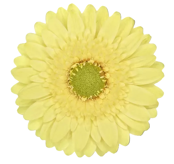 LEMON LIME