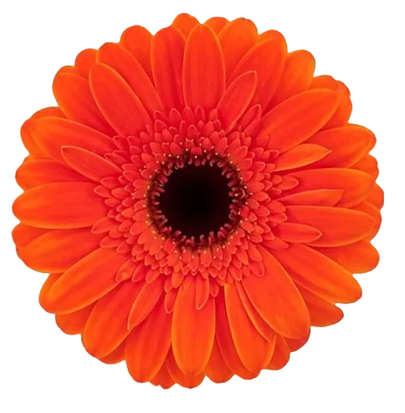 NEMO