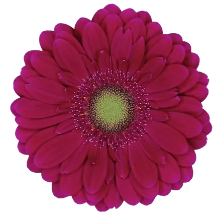 VIVIAN