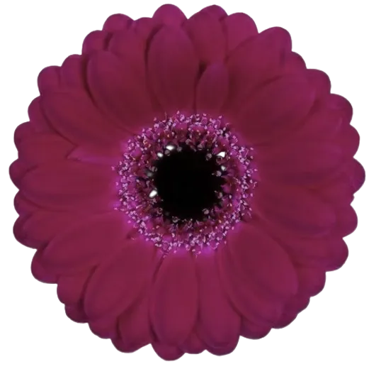 PLANTINI