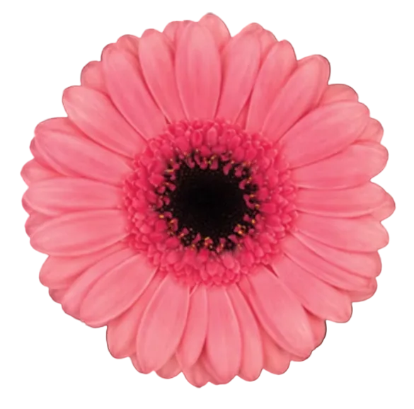 VIDAL