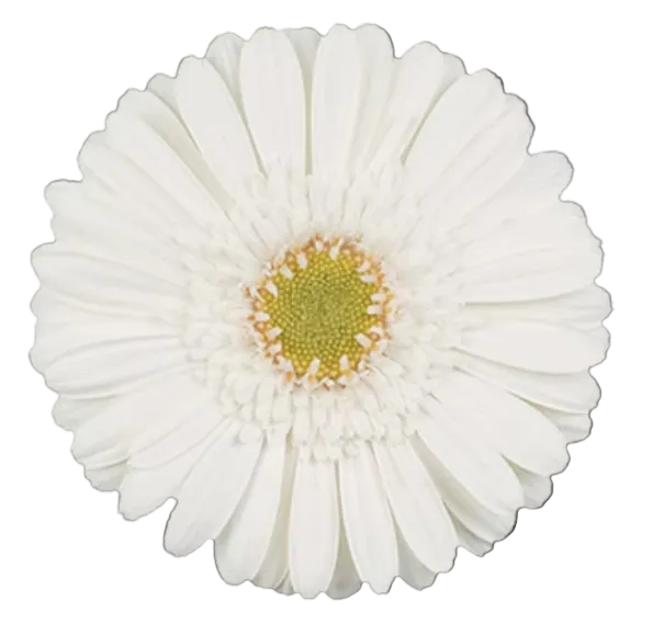 WHITE STAR