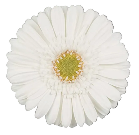 WHITE STAR