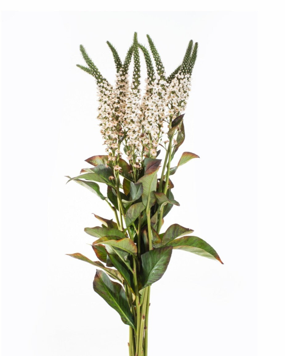 LYSIMACCHIA TOFFE