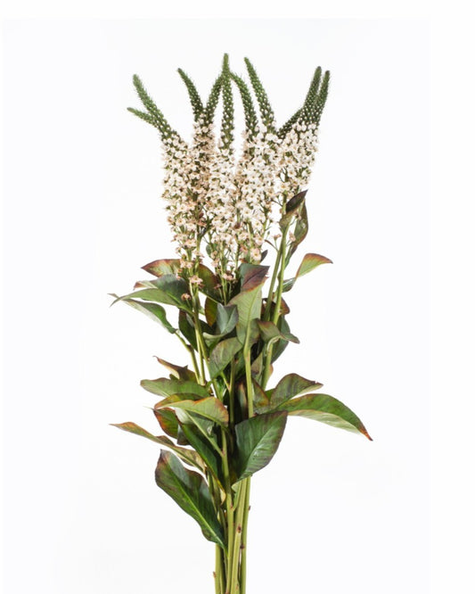 LYSIMACCHIA TOFFE