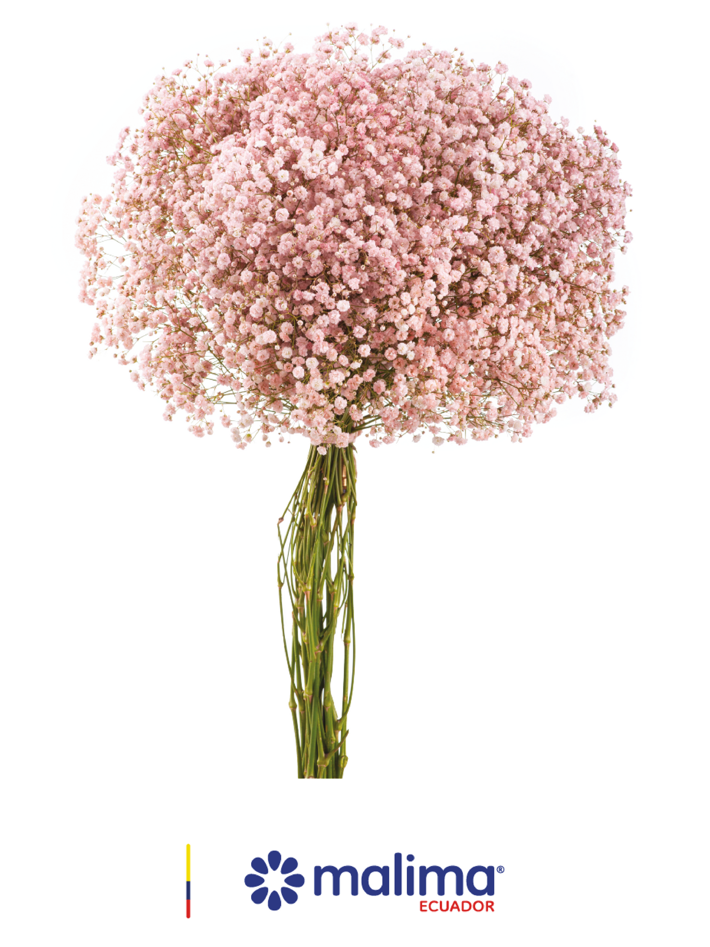 GYPSO WEDDING PINK INMERSION