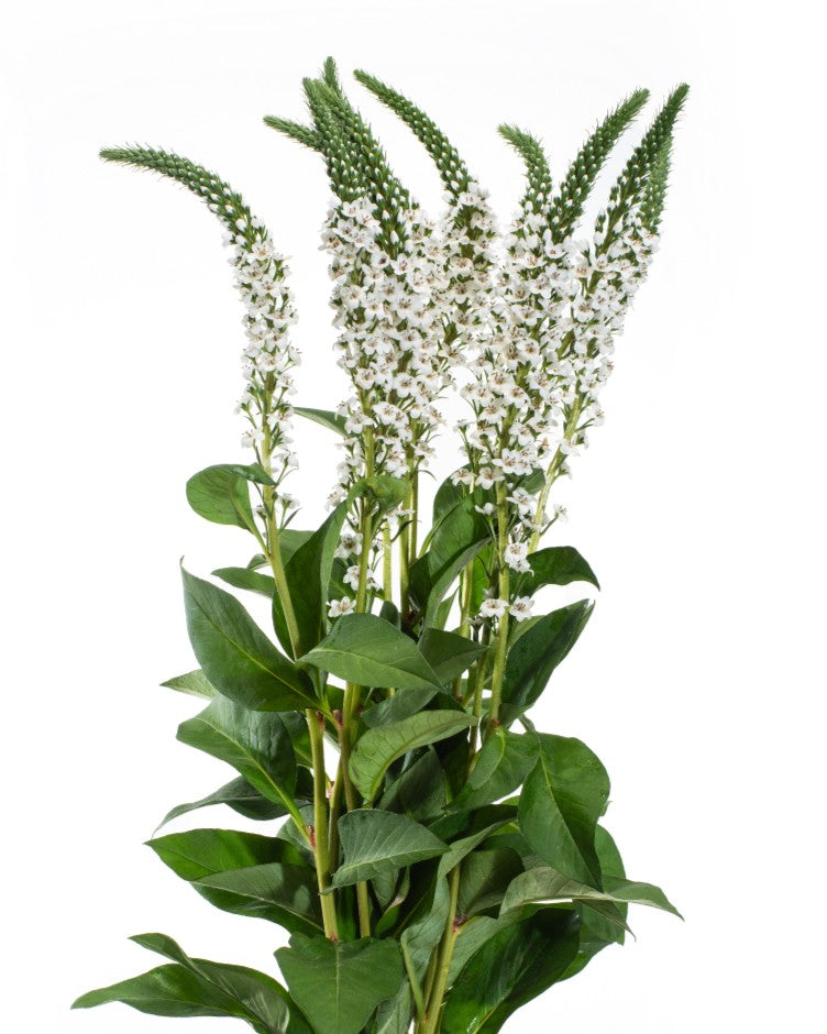 LYSIMACCHIA WHITE