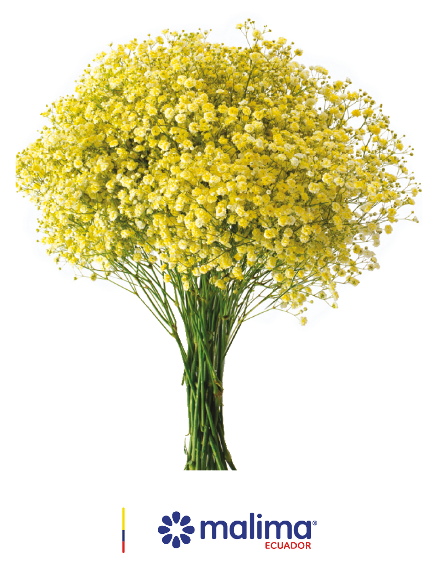 GYPSO TINTED YELLOW