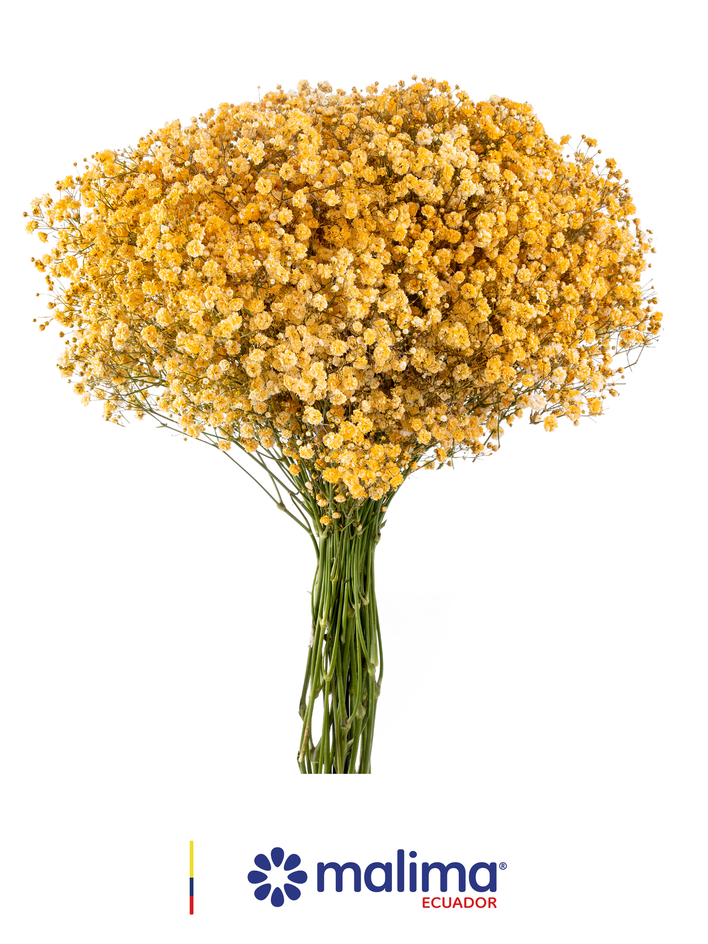 GYPSO TINTED YELLOW OCHRE