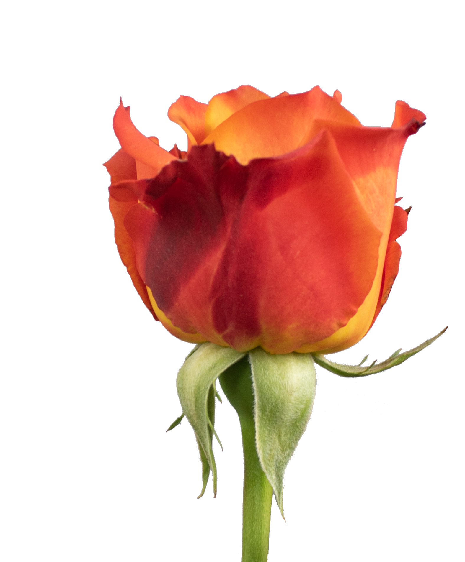 ROSES ATOMIC